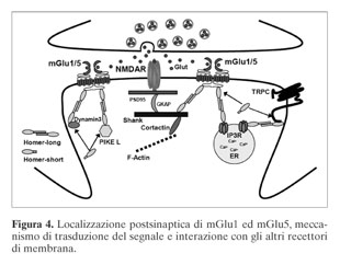 Evidenze sul ruolo chiave dei recettori metabotropici del